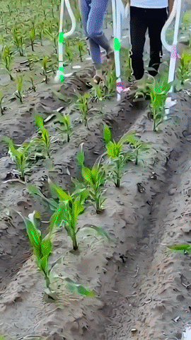 Backpack Fertilizer Spreader – Easy & Precise Granule Applicator